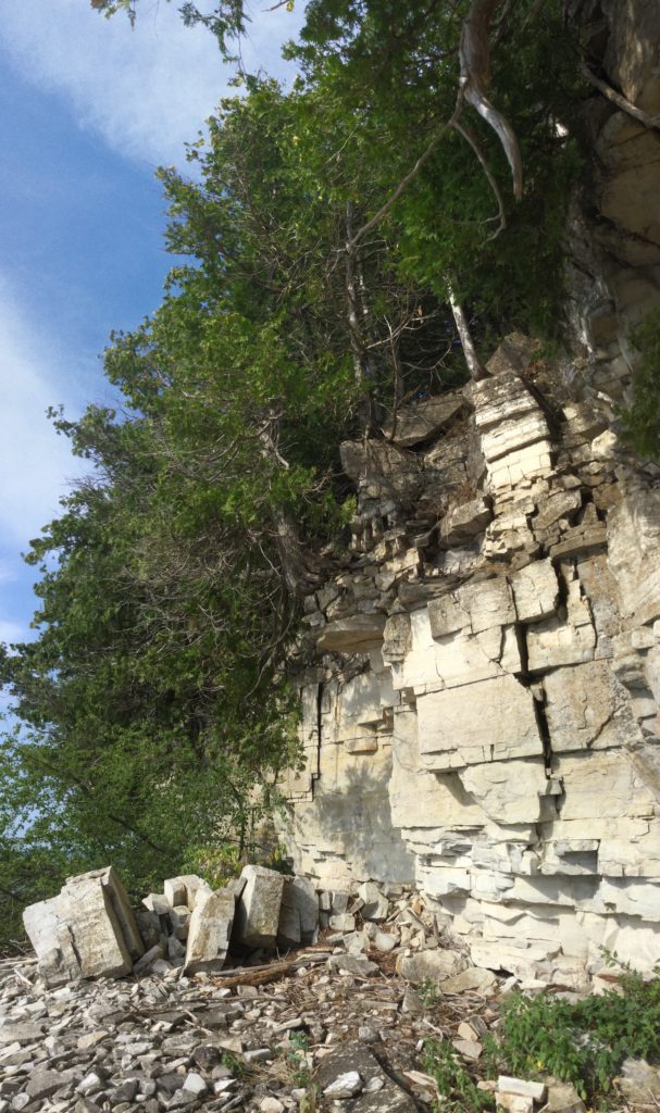 A tree is growing on the side of a cliff.