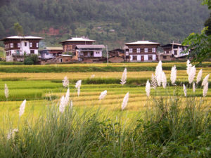 A field with grass and houses in the background.