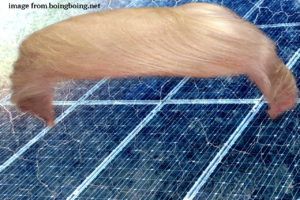 A person touching the ground of a solar panel.
